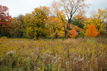 Autumn prairie field with fall foliage on trees in background