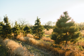 Obraz premium Christmas tree field in beige grass and bright sunshine