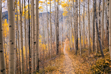 Aspen trees in fall in the Eagles Nest Wilderness, Colorado