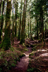 Lush tropical landscape of the Azores