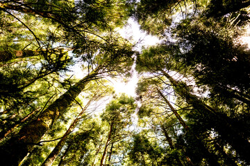 Obraz premium Lush tropical landscape of the Azores
