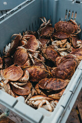 Bin of Fresh Maine Crabs