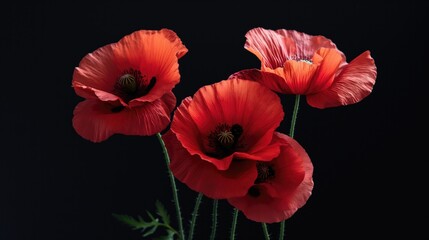 Red poppies on black background. Remembrance day concept.