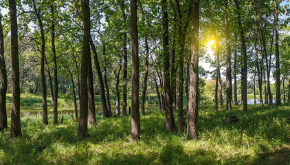 Panorama of the forest on a quiet sunny summer day.