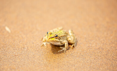 The frog sits on the sand on the shore of the lake. Beautiful wildlife landscape with place for text. The concept of protecting wildlife and ecology.