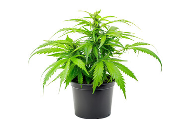 Marijuana Plant in Pot On Transparent Background.