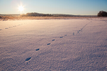 Wintry landscape wallpaper image from Finland on a very cold winter day. Frosty nature concept image with animal tracks and flare effect added.