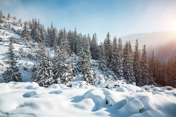 Magical wintry landscape and snowy Christmas trees on a frosty sunny day.