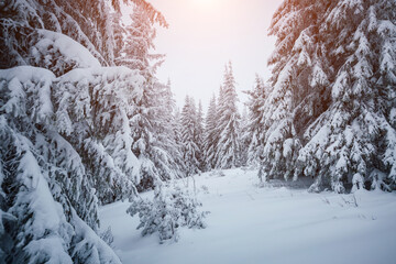 Winter landscape and snowy coniferous forest on a frosty day.