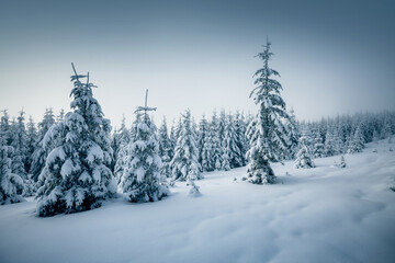 Obraz premium Winter landscape and snowy coniferous forest on a frosty day.