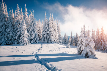 Fabulous view of snow-capped spruces on a frosty day glowing by sunlight.