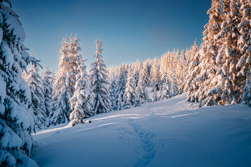 Incredible snowy fir trees on a frosty day after a heavy snowfall.