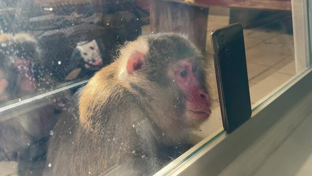 The monkey looks at the phone.
