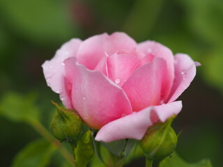 ピンクのバラ　ローブ・ア・ラ・フランセーズ