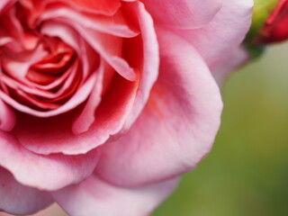 ピンクのバラ　ローブ・ア・ラ・フランセーズ