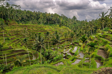 Fototapeta na wymiar Reisterrassen in der Nähe von Ubud auf Bali