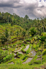 Fototapeta na wymiar Terrassenförmiger Reisanbau bei Ubud auf Bali