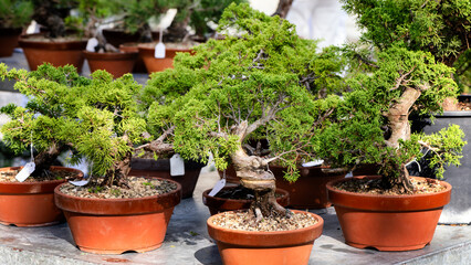 Bonsai market. Juniperus itoigawa is the finest juniper variety for bonsai.