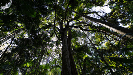 Fototapeta premium Rainforest, Tamborine Mountain, Queensland, 2023