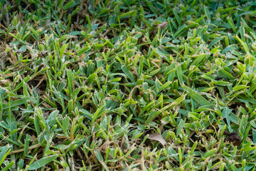 Fototapeta premium Close up of the grass