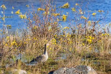 Naklejka premium Greylag goose on a lakeshore at spring