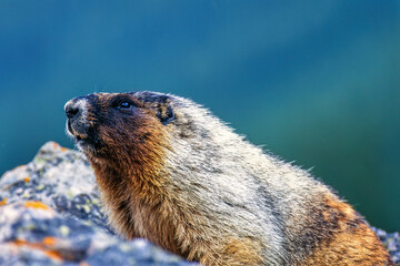 Hoary marmot portrait in the rockies