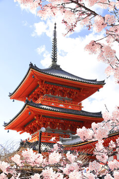 Ancient pavilion and blooming sakura branches in Fushimi Inari shrine. Spring time in Kyoto, Japan. Sakura blossom season. Cherry blossoming season in Asia. Japanese hanami festival