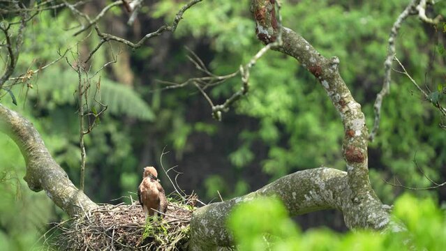 a javan hawk-eagle chick is cleaning dirty feathers by scratching with its beak