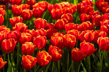 Beautiful red flowers tulips in nature
