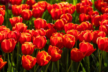 Obraz premium Beautiful red flowers tulips in nature