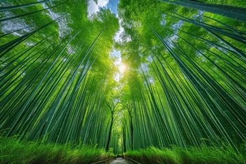Gordijnen Green and lush bamboo forest professional photography © NikahGeh