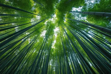 Foto op Canvas Green and lush bamboo forest professional photography © NikahGeh