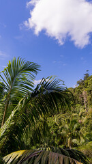 Fototapeta na wymiar Rainforest, Tamborine Mountain, Queensland, 2023