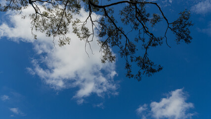 Rainforest, Tamborine Mountain, Queensland, 2023