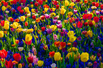 Beautiful mix of flowers and tulips