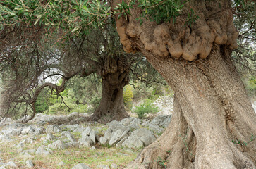 knorriger Olivenbaum im alten Hain, naher Ausschnitt