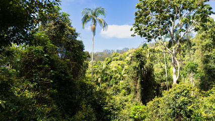 Obraz premium Rainforest, Tamborine Mountain, Queensland, 2023