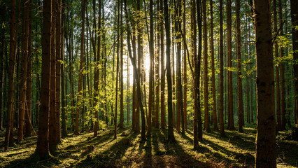 Waldlicht – helles Licht scheint in schattigen Mischwald - obrazy, fototapety, plakaty