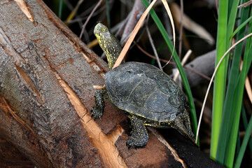 Europäische Sumpfschildkröte // European pond terrapin (Emys orbicularis) - Peloponnes, Griechenland