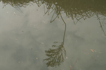 Reeds ditch reflection water vision detail natural nature