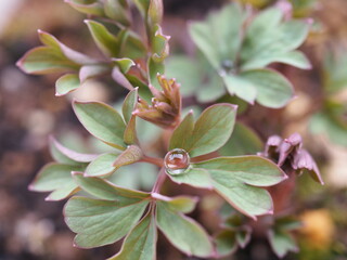 ケマンソウの葉っぱと雫