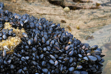 Mussels gathered on rocky shore - Tierra del Fuego National Park, Argentina 