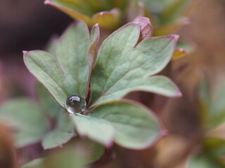 ケマンソウの葉っぱと雫