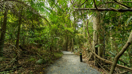 Rainforest, Tamborine Mountain, Queensland, 2023