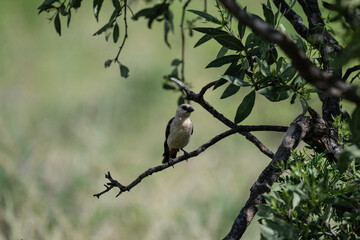 white-headed buffalo weaver on tree branches in natural conditions in a national park in Kenya