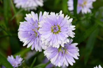 Obraz premium Purple Margaret flowers blooming in the sunlight natural seasons