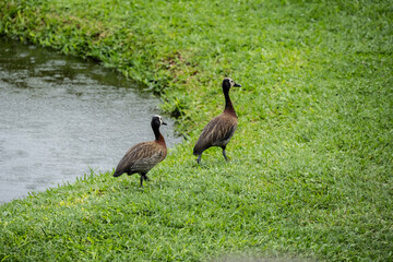 white-faced wood duck on a green lawn in natural conditions in a national park in Kenya