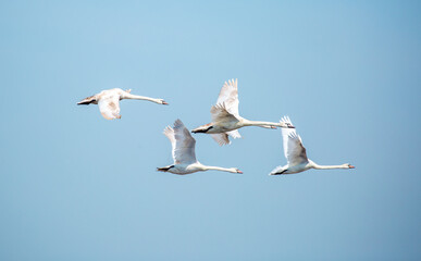 Fototapeta na wymiar Flying swans in the blue sky. Waterfowl at the nesting site. A flock of swans walks on a blue lake.