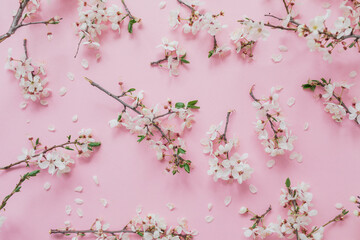 Spring flowers of fruit tree on pink background. Flat lay.