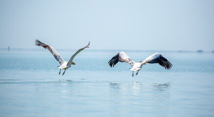 Flying pelicans in the blue sky. Waterfowl at the nesting site. A flock of pelicans walks on a blue...